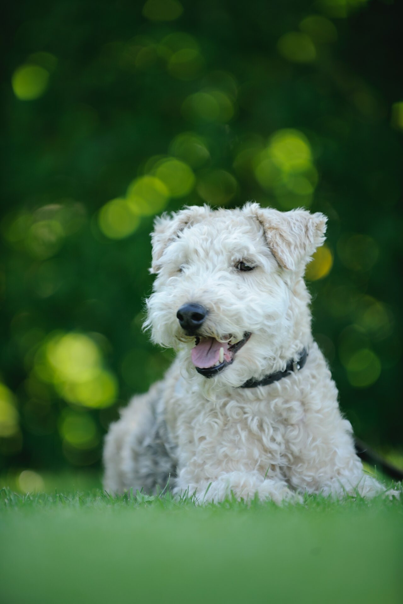 Happy White dog in grass